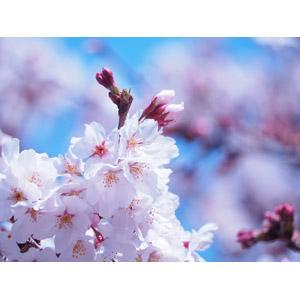 フリー写真, 植物, 花, 桜（サクラ）, ピンク色の花, 蕾（つぼみ）, 春