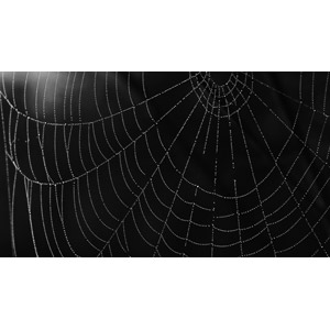 フリー写真, 背景, 水滴（雫）, 蜘蛛の巣（クモの巣）, 黒背景, 黒色（ブラック）