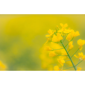 フリー写真, 植物, 花, 菜の花（アブラナ）, 黄色の花, 黄色（イエロー）, 春