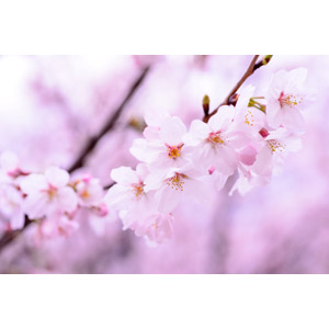 フリー写真, 植物, 花, 桜（サクラ）, ピンク色, 春