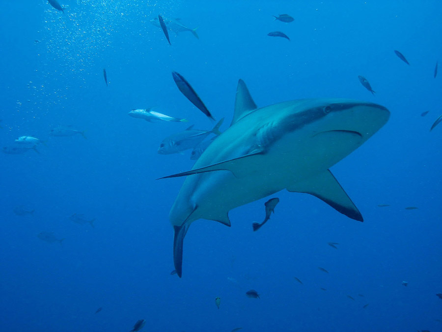 フリー写真 ロアタン島の海を泳ぐサメ