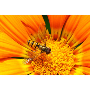 フリー写真, 動物, 昆虫, 虻（アブ）, 植物, 花, 黄色の花