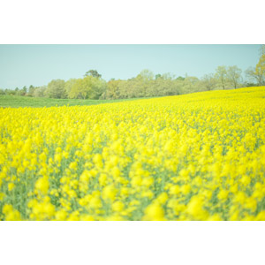 フリー写真, 風景, 植物, 花, 菜の花（アブラナ）, 黄色の花, 春, 花畑, 日本の風景