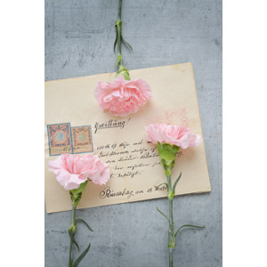 フリー写真, 植物, 花, カーネーション, ピンク色の花, 手紙