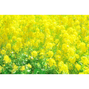 フリー写真, 植物, 花, 菜の花（アブラナ）, 黄色の花, 春, 花畑, 黄色（イエロー）