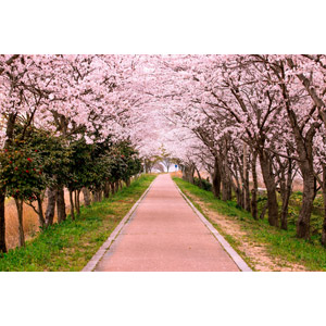 フリー写真, 風景, 並木道, 花, 桜（サクラ）, ピンク色の花, 小道, 春