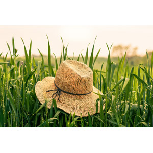 フリー写真, 風景, 畑, 作物, 穀物, 麦（ムギ）, 麦わら帽子, 帽子