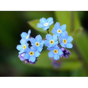 フリー写真, 植物, 花, 勿忘草（ワスレナグサ）, 青色の花