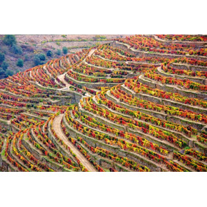 フリー写真, 風景, 畑, 段々畑, アルト・ドウロ・ワイン生産地域, ポルトガルの風景, 世界遺産, 葡萄（ブドウ）, 紅葉（黄葉）