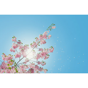フリー写真, 風景, 自然, 植物, 花, 桜（サクラ）, ピンク色の花, 青空, 花びら, 桜吹雪