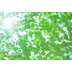 フリー写真, 植物, 葉っぱ, 新緑, 緑色（グリーン）, 太陽光（日光）