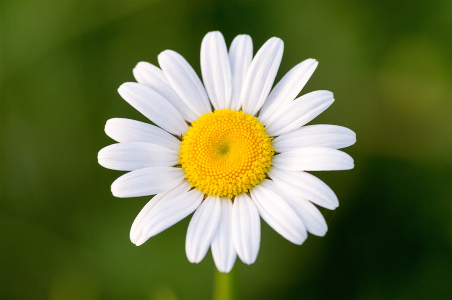 フリー写真 一輪のヒナギクの花