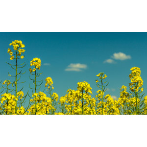 フリー写真, 風景, 植物, 花, 菜の花（アブラナ）, 黄色の花, 春, 花畑, 青空