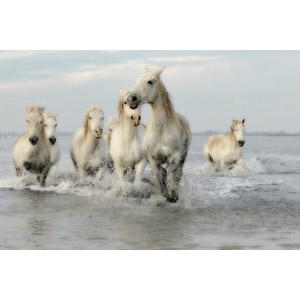 フリー写真, 動物, 哺乳類, 馬（ウマ）, 白馬, 水しぶき, 群れ, 走る（動物）