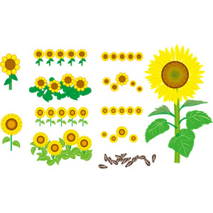 フリーイラスト, ベクター画像, AI, 植物, 花, 向日葵（ヒマワリ）, ヒマワリの種, 黄色の花, 夏