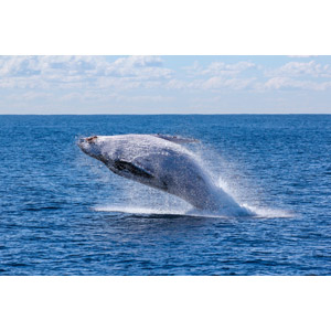 フリー写真, 動物, 哺乳類, 鯨（クジラ）, 跳ぶ（ジャンプ）, 海