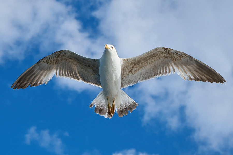 フリー写真 青空を飛ぶカモメ