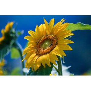 フリー写真, 植物, 花, 向日葵（ヒマワリ）, 黄色の花, 蜂（ハチ）