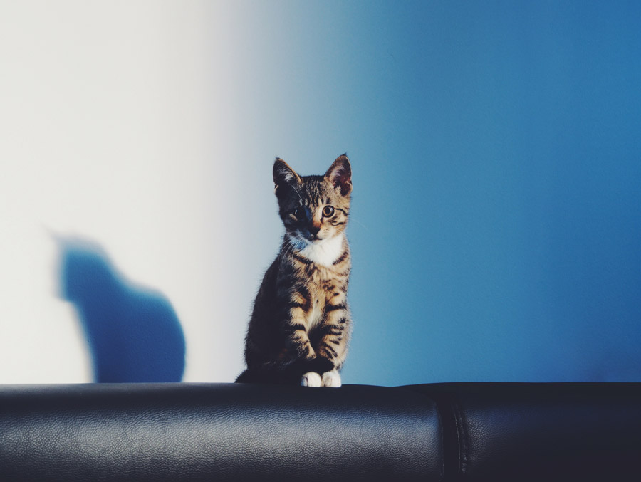 フリー写真 ソファーの上に座る子猫