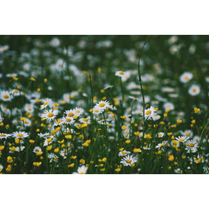 フリー写真, 植物, 花, ヒナギク（デージー）, バターカップ, 白色の花, 黄色の花, 草むら