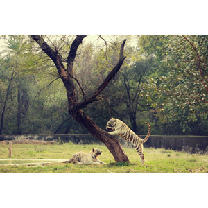 フリー写真, 動物, 哺乳類, 虎（トラ）, ホワイトタイガー, ジャンプ（動物）, 樹木