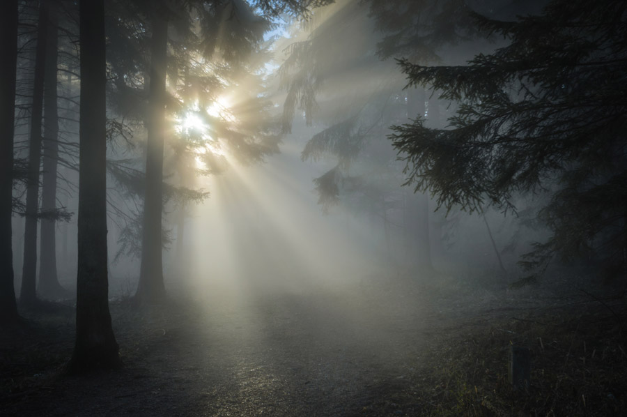 フリー写真 霧の立ち込める森に射し込む太陽の光