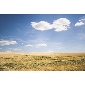 フリー写真, 風景, 青空, 雲, 畑, 作物, 穀物, 麦（ムギ）, ドイツの風景