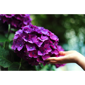 フリー写真, 人体, 手, 植物, 紫陽花（アジサイ）, 花, 紫色の花, 梅雨, 6月