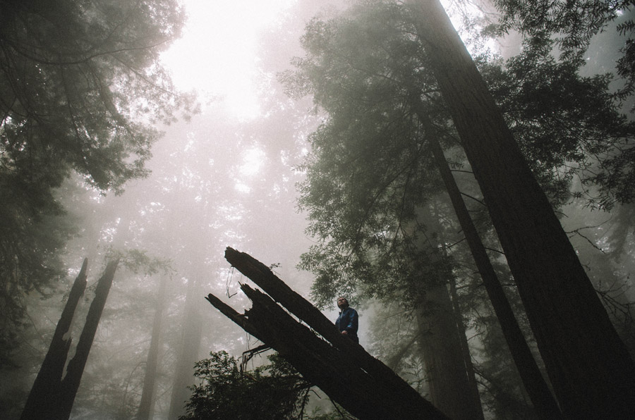 フリー写真 霧のかかる森と倒木の上に立つ人物